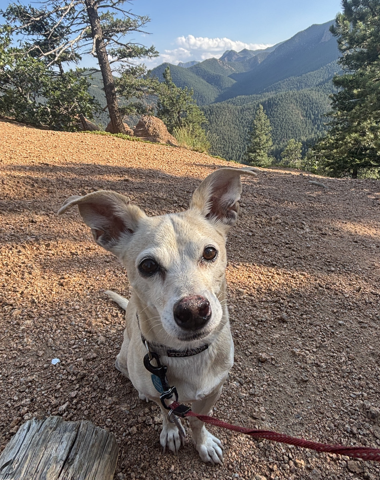 Sami sitting on a gravel trail in the Colorado foothills with forested mountains behind him