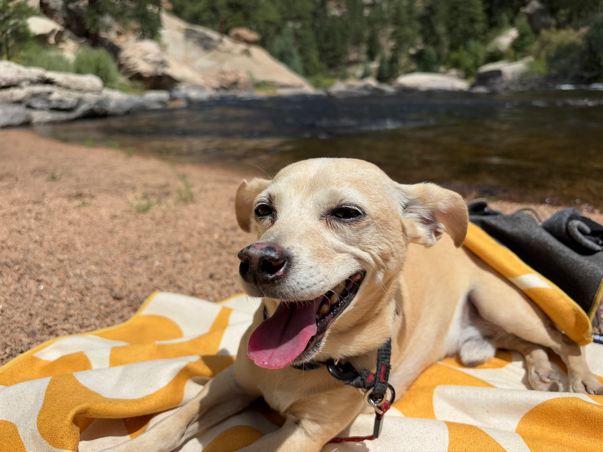 Sami, a small tan dog, smiling on a blanket by a river