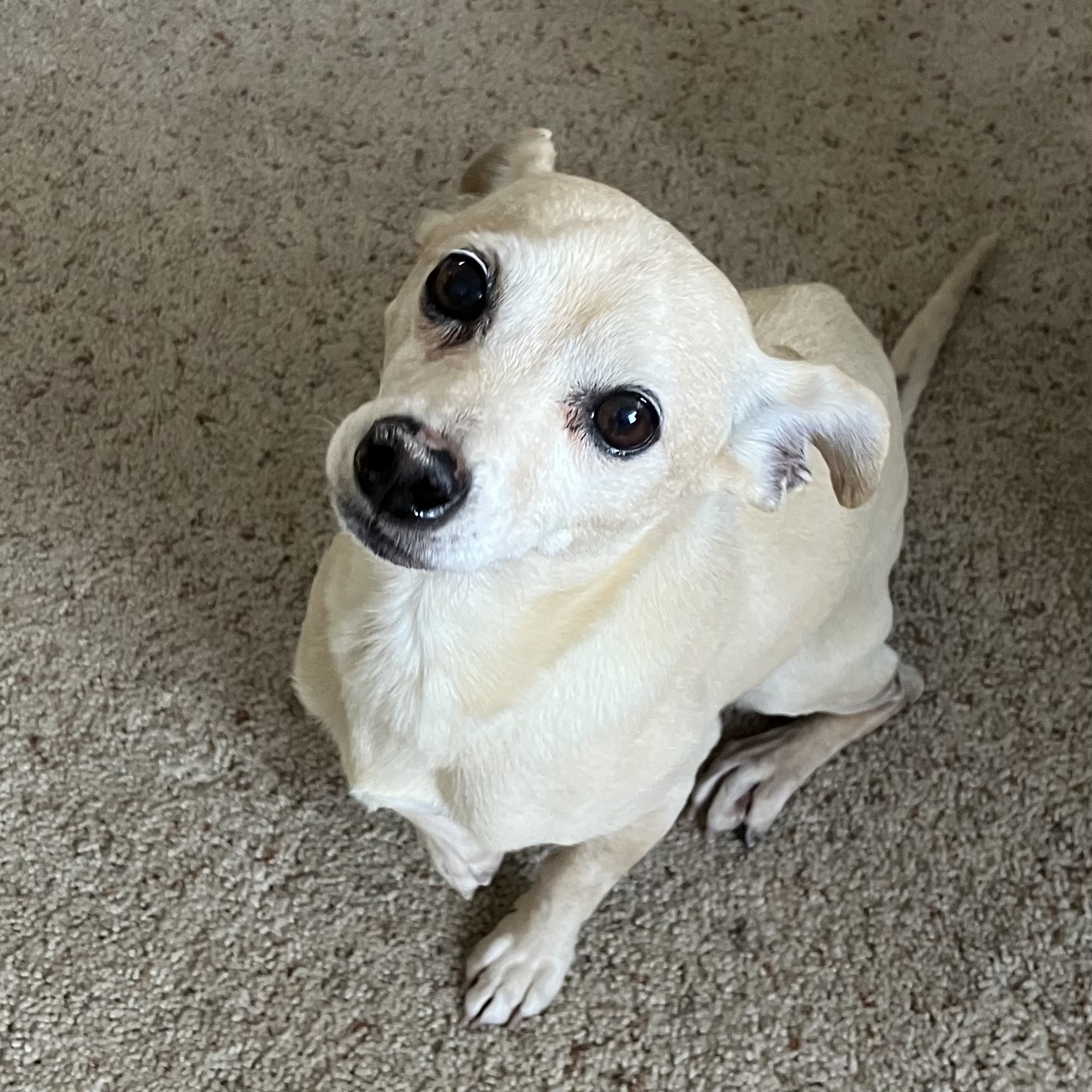 Sami, a small cream-colored Chiweenie, looking up at the camera on adoption day